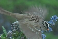 sparrow 1.jpg